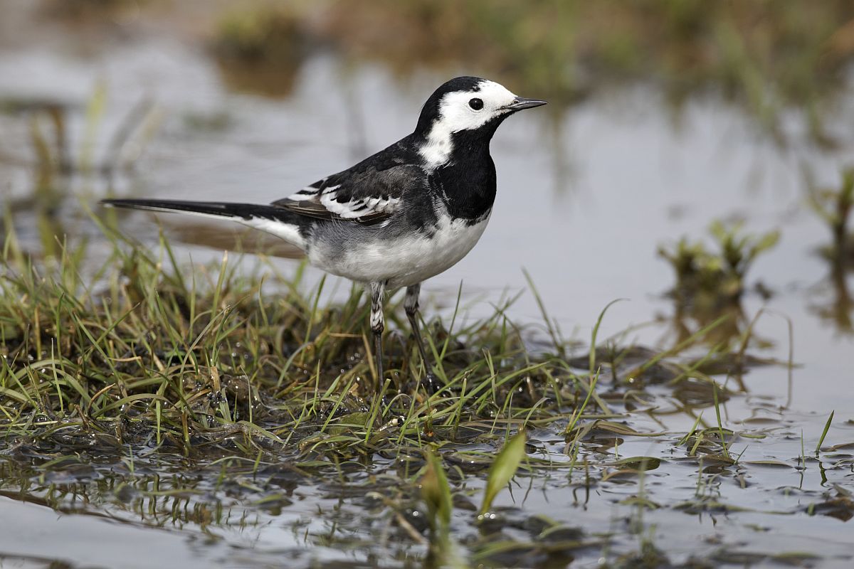pied-wagtail-motacilla-alba-songbird-factfile